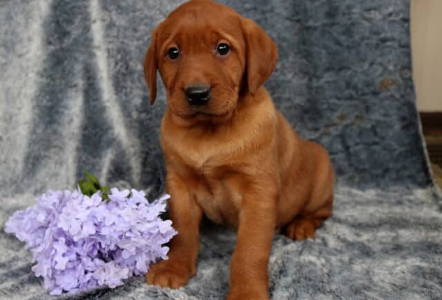 Fox red Labrador Retriever puppy sitting on a soft gray blanket backdrop, rich red coat and gentle expression, posed beside a cluster of light purple flowers, looking directly at the camera. image