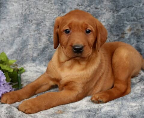 Fox red Labrador Retriever puppy lying on a gray plush blanket with front paws extended, rich reddish coat and soft expression, resting beside light purple flowers, looking calmly at the camera.