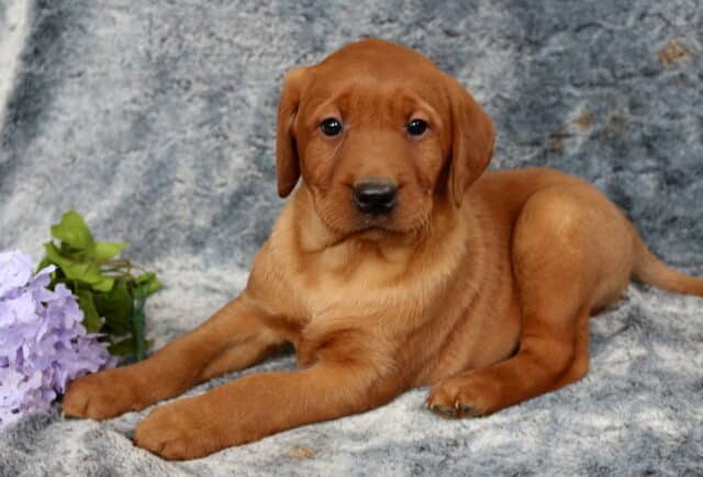 Fox red Labrador Retriever puppy lying on a gray plush blanket with front paws extended, rich reddish coat and soft expression, resting beside light purple flowers, looking calmly at the camera. image