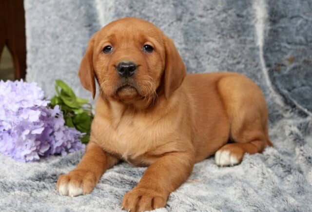 Fox red Labrador Retriever puppy lying comfortably on a soft gray blanket, warm red coat with a small white patch on one paw, posed beside light purple flowers, gazing gently toward the camera. image