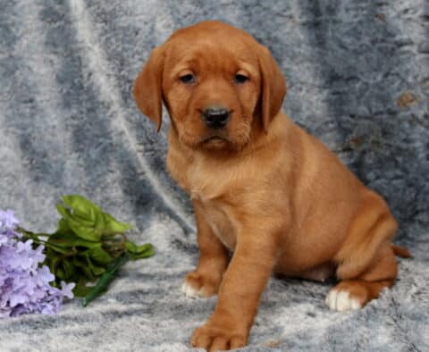 Fox red Labrador Retriever puppy sitting on a plush gray blanket backdrop, rich red coat with small white-tipped paws, positioned beside soft purple flowers, looking sweetly toward the camera.