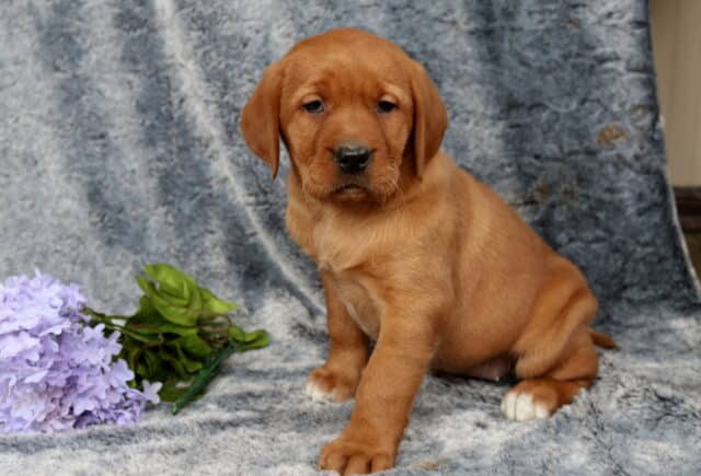 Fox red Labrador Retriever puppy sitting on a plush gray blanket backdrop, rich red coat with small white-tipped paws, positioned beside soft purple flowers, looking sweetly toward the camera. image