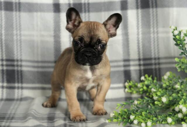 Rosie Frenchie image