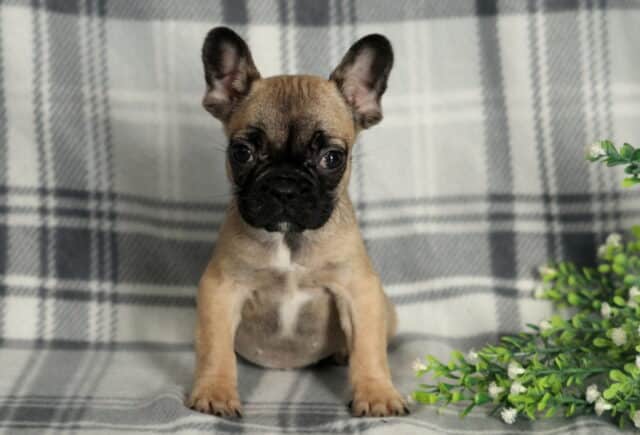 Rosie Frenchie2 image