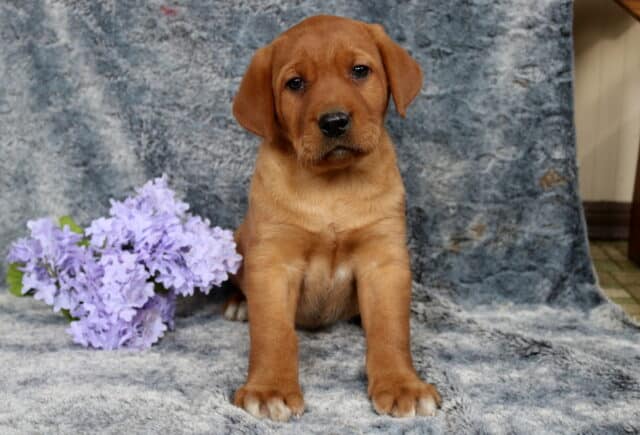 Fox red Labrador Retriever puppy sitting on a soft gray backdrop, rich dark red coat with floppy ears and sturdy build, posed beside a cluster of light purple flowers, looking calmly toward the camera. image