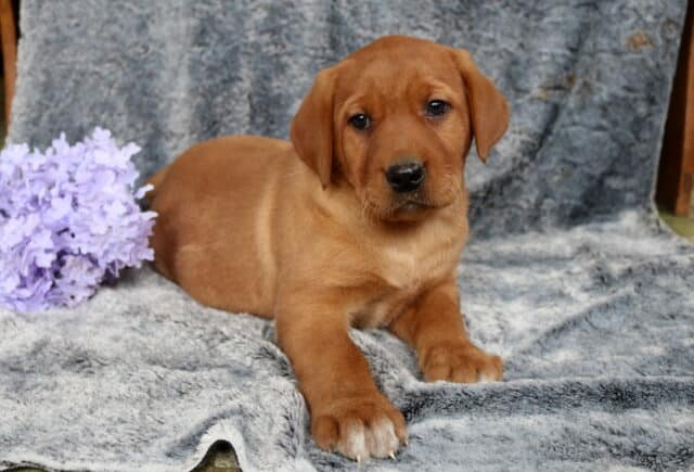Fox red Labrador Retriever puppy lying on a plush gray blanket, deep red coat with floppy ears and strong paws, posed beside soft purple flowers, looking gently toward the camera. image