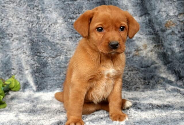 Fox red Labrador Retriever puppy sitting on a plush gray blanket backdrop, warm reddish coat with a small white patch on the chest, looking slightly to the side beside soft purple flowers. image