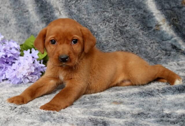 Fox red Labrador Retriever puppy lying stretched out on a plush gray blanket, warm reddish coat with a small white-tipped paw, resting beside light purple flowers and looking sweetly toward the camera. image