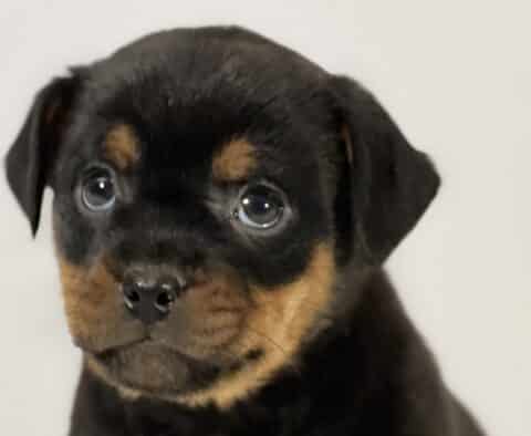 Close-up portrait of a Mini Rottweiler puppy with a glossy black coat and rich tan markings above the eyes and on the muzzle, featuring wide expressive eyes and a sweet, attentive look against a soft neutral background.