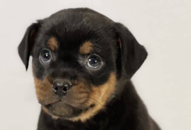 Close-up portrait of a Mini Rottweiler puppy with a glossy black coat and rich tan markings above the eyes and on the muzzle, featuring wide expressive eyes and a sweet, attentive look against a soft neutral background. image