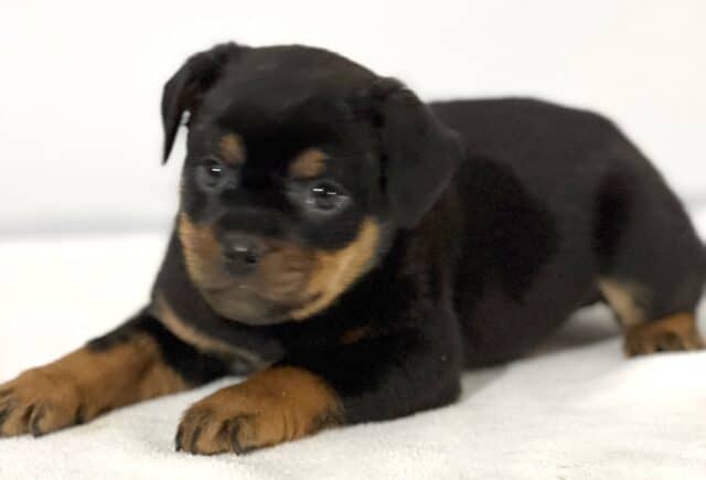 Mini Rottweiler puppy lying on a soft white blanket, displaying a glossy black coat with distinct tan markings on the eyebrows, muzzle, chest, and paws, with bright curious eyes and a sturdy little build against a clean light background. image
