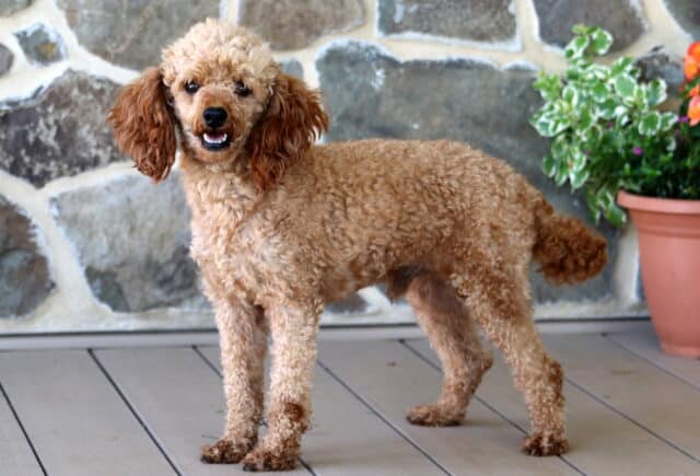 Rusty Mini Poodle Levi Glick image