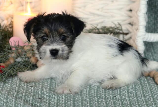 Sweet Yorkshire Terrier puppy with a fluffy white coat and soft black-and-tan facial markings lying on a textured green blanket, posed beside greenery, wooden beads, and a glowing candle with a red heart, looking calmly toward the camera with bright dark eyes and tiny floppy ears. image