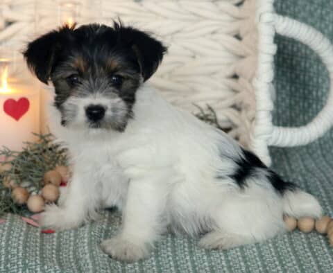 Adorable Yorkshire Terrier puppy with a fluffy white coat and black-and-tan markings sitting on a soft green woven blanket, posed beside a lit candle with a red heart, greenery, and wooden bead décor, looking gently toward the camera with dark expressive eyes and small floppy ears.