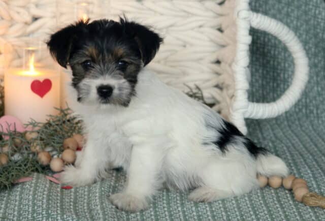 Adorable Yorkshire Terrier puppy with a fluffy white coat and black-and-tan markings sitting on a soft green woven blanket, posed beside a lit candle with a red heart, greenery, and wooden bead décor, looking gently toward the camera with dark expressive eyes and small floppy ears. image