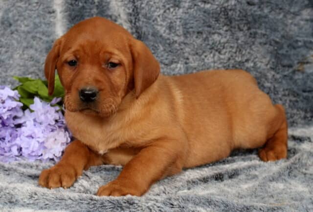 Fox red Labrador Retriever puppy lying on a plush gray blanket with front paws tucked forward, warm reddish coat and soft expression, resting beside a cluster of light purple flowers, looking gently downward. image