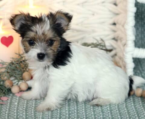 Tiny Yorkie puppy with a fluffy white coat and black-and-tan markings sitting on a soft green textured blanket, next to decorative greenery, wooden beads, and a lit candle with a red heart, looking sweetly toward the camera with bright dark eyes and perked ears.