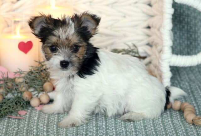 Tiny Yorkie puppy with a fluffy white coat and black-and-tan markings sitting on a soft green textured blanket, next to decorative greenery, wooden beads, and a lit candle with a red heart, looking sweetly toward the camera with bright dark eyes and perked ears. image