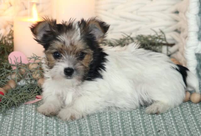 Adorable Yorkshire Terrier puppy with a fluffy white coat and black-and-tan facial markings lying on a soft green woven blanket, posed beside greenery, wooden beads, and a glowing candle with a red heart, gazing gently toward the camera with dark, expressive eyes and perky little ears. image