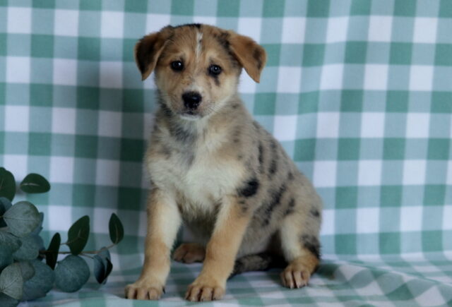 Sabor German Mix image