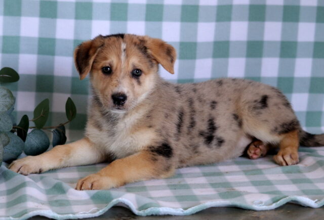 Sabor German Mix2 image