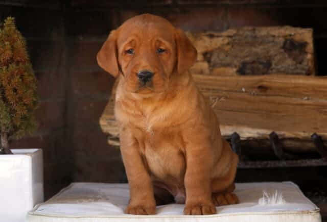 Fox Red Labrador Retriever puppy sitting upright on a soft cream cushion in front of a rustic brick fireplace and stacked wood — deep red coat, soulful eyes, broad head, and sturdy paws highlighting the loyal, family-friendly temperament Fox Red Lab puppies are known for. image