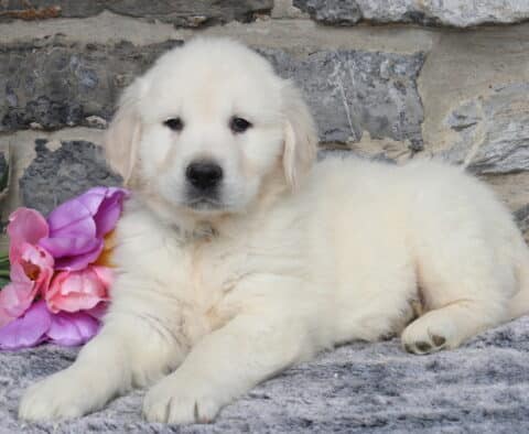 English Cream Golden Retriever puppy lying on a plush gray blanket beside pink tulips, showcasing his fluffy light cream coat, dark eyes, and gentle expression against a rustic stone wall backdrop.