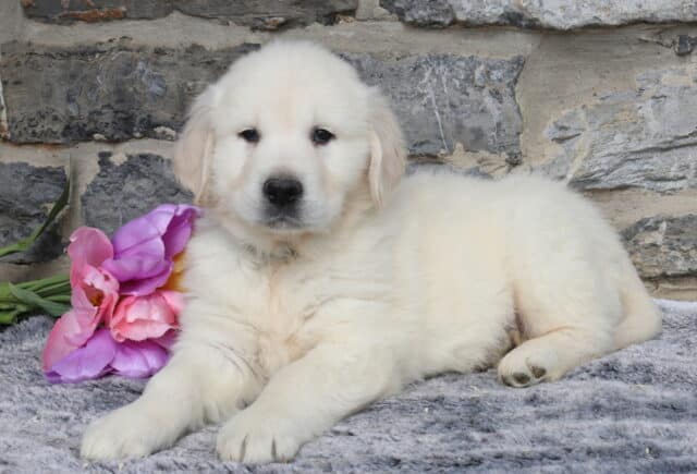 English Cream Golden Retriever puppy lying on a plush gray blanket beside pink tulips, showcasing his fluffy light cream coat, dark eyes, and gentle expression against a rustic stone wall backdrop. image