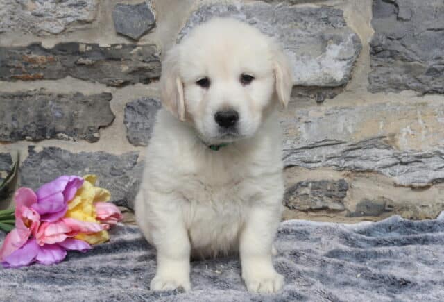 English Cream Golden Retriever puppy wearing a green collar, sitting on a plush gray blanket with colorful tulips nearby, featuring a soft light cream coat and gentle dark eyes against a rustic stone wall backdrop. image