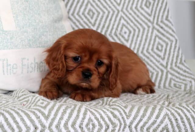 Sammy Cavalier image