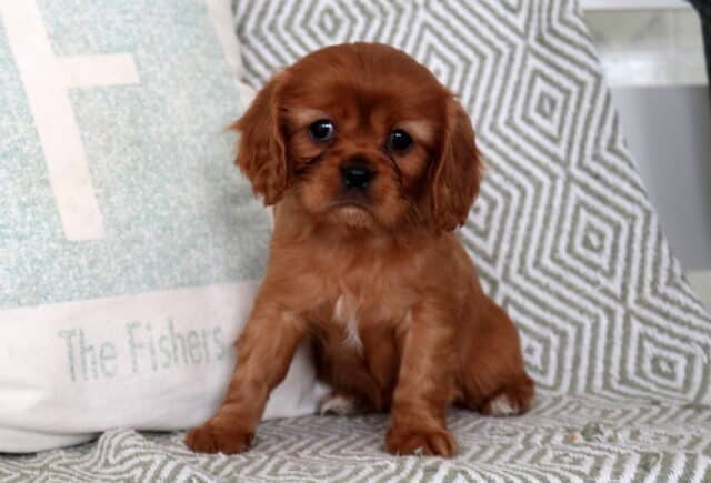 Sammy Cavalier2 image