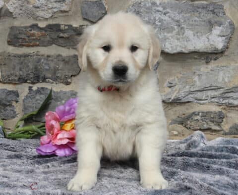 English Cream Golden Retriever puppy wearing a red collar, sitting on a soft gray blanket with colorful tulips nearby, showing his fluffy cream coat and gentle expression in front of a rustic stone wall.