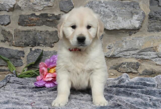 English Cream Golden Retriever puppy wearing a red collar, sitting on a soft gray blanket with colorful tulips nearby, showing his fluffy cream coat and gentle expression in front of a rustic stone wall. image