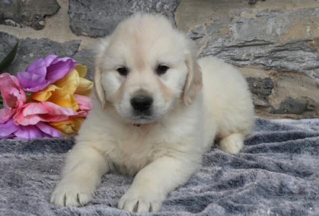 Sweet English Cream Golden Retriever puppy lying on a plush gray blanket with bright pink and yellow tulips nearby, displaying his soft light cream coat and soulful dark eyes against a rustic stone wall background. image