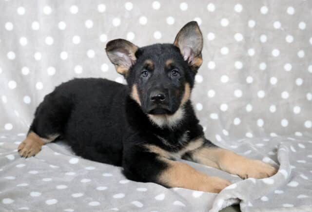 Black and tan German Shepherd puppy lying on a gray blanket with white polka dots, both ears perked wide and front paws stretched forward, looking calmly at the camera. image