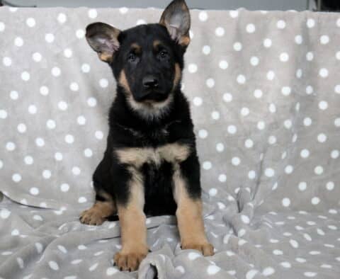 Black and tan German Shepherd puppy sitting centered on a gray blanket with white polka dots, large ears perked and paws planted forward, looking attentively at the camera.