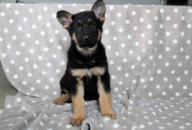 Black and tan German Shepherd puppy sitting centered on a gray blanket with white polka dots, large ears perked and paws planted forward, looking attentively at the camera. image