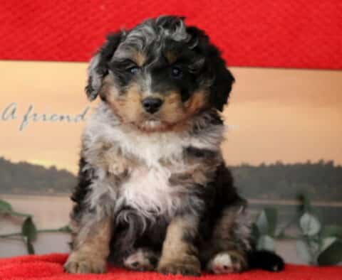 Sanders Mini Bernedoodle