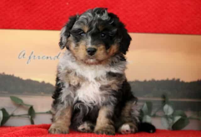 Sanders Mini Bernedoodle image