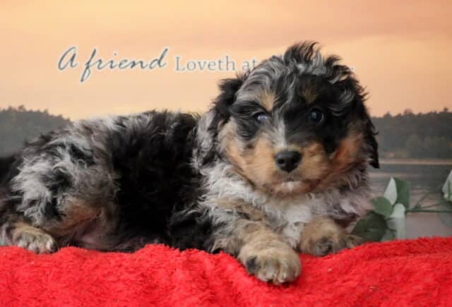 Sanders Mini Bernedoodle2 image