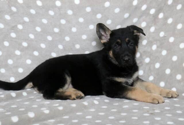 Black and tan German Shepherd puppy lying on a gray polka dot blanket, looking toward the camera with one ear upright and a calm, attentive expression. image