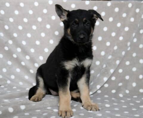 Black and tan German Shepherd puppy sitting upright on a gray blanket with white polka dots, one ear perked and the other slightly floppy, looking calmly at the camera.