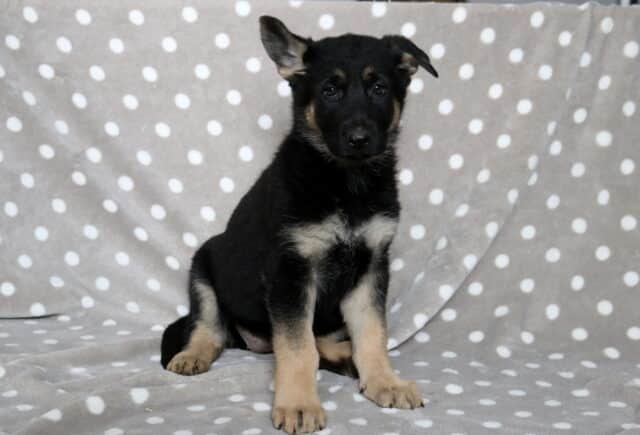 Black and tan German Shepherd puppy sitting upright on a gray blanket with white polka dots, one ear perked and the other slightly floppy, looking calmly at the camera. image