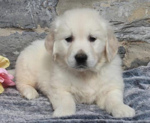 Fluffy English Cream Golden Retriever puppy resting on a soft gray blanket with pastel tulips nearby, showcasing his thick light cream coat, dark eyes, and gentle expression in front of a natural stone wall.