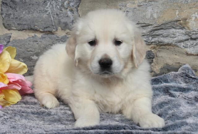 Fluffy English Cream Golden Retriever puppy resting on a soft gray blanket with pastel tulips nearby, showcasing his thick light cream coat, dark eyes, and gentle expression in front of a natural stone wall. image