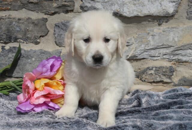 Adorable English Cream Golden Retriever puppy sitting on a plush gray blanket with pink, purple, and yellow tulips beside him, highlighting his soft cream fur and sweet, calm expression against a rustic stone wall backdrop. image