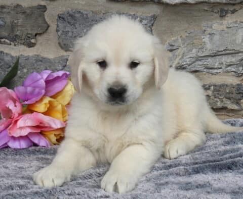 Fluffy English Cream Golden Retriever puppy relaxing on a soft gray blanket beside vibrant pink, purple, and yellow tulips, highlighting his creamy white coat and gentle expression against a natural stone wall backdrop.