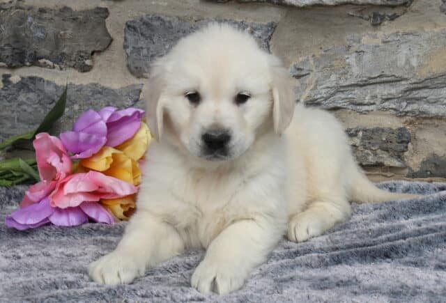 Fluffy English Cream Golden Retriever puppy relaxing on a soft gray blanket beside vibrant pink, purple, and yellow tulips, highlighting his creamy white coat and gentle expression against a natural stone wall backdrop. image