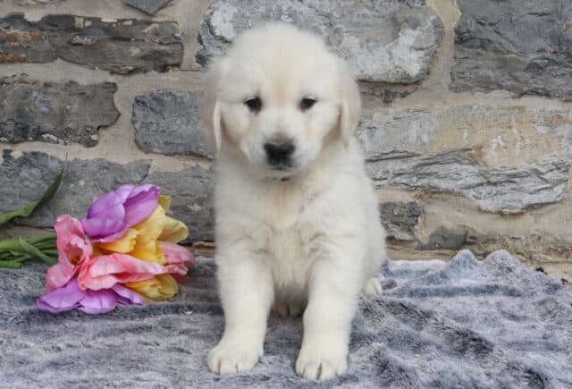 Adorable English Cream Golden Retriever puppy sitting upright on a plush gray blanket with colorful tulips beside him, featuring a thick light cream coat and sweet dark eyes against a rustic stone wall background. image