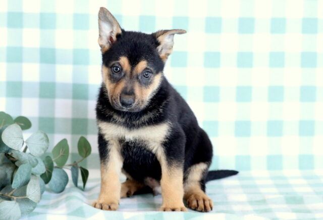 Scooter German Mix image